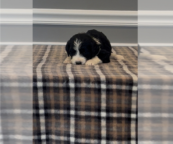 Medium Photo #84 Bernedoodle-Labradoodle Mix Puppy For Sale in MILFORD, NJ, USA