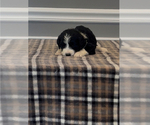 Small Photo #84 Bernedoodle-Labradoodle Mix Puppy For Sale in MILFORD, NJ, USA