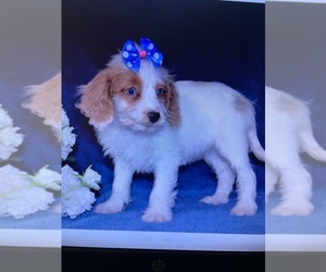 Cavapoo Puppy for sale in INDEPENDENCE, MO, USA