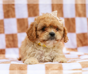 Cavapoo (Miniature) Puppy for sale in LIBERTY, KY, USA