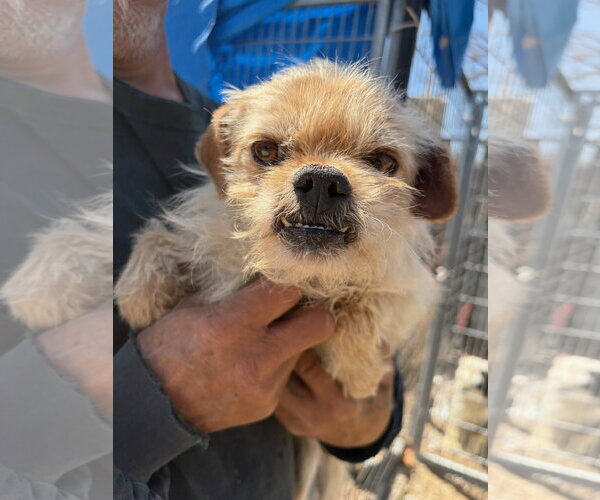 Medium Photo #1 Poodle (Miniature)-Unknown Mix Puppy For Sale in Grafton, WI, USA