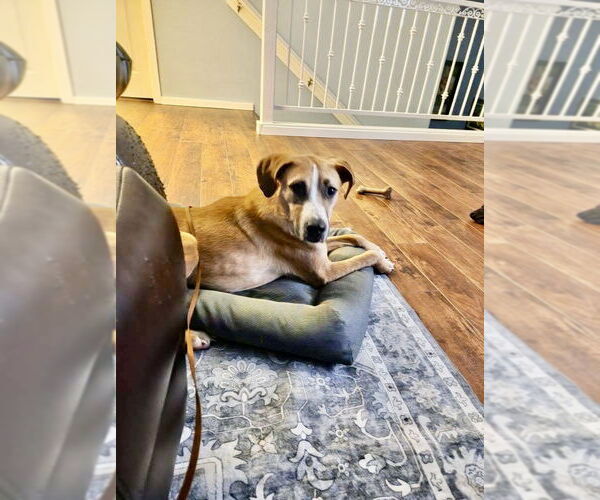 Medium Photo #3 Mutt Puppy For Sale in Bellevue, WA, USA