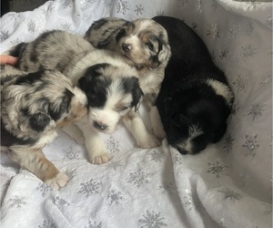 Aussiedoodle Litter for sale in ONAWAY, MI, USA