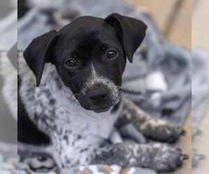 Mutt Dogs for adoption in San Diego, CA, USA