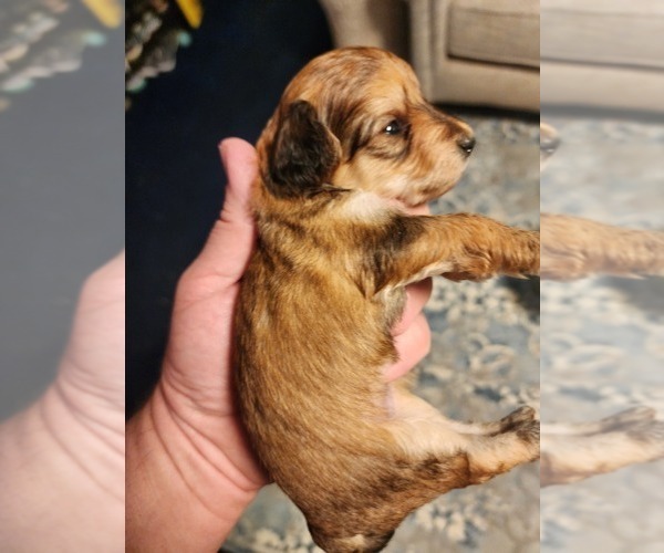 Medium Photo #2 YorkiePoo Puppy For Sale in ALGER, OH, USA