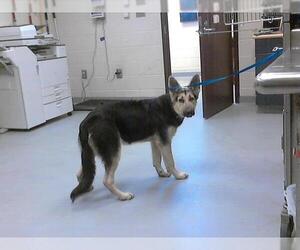 German Shepherd Dog Dogs for adoption in Fayetteville, NC, USA