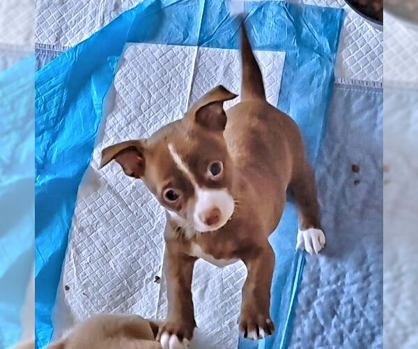 Medium Photo #1 Chihuahua Puppy For Sale in Rutherfordton, NC, USA