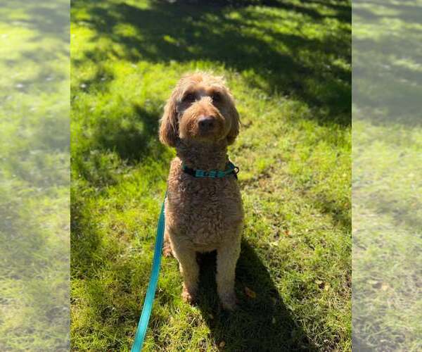 Medium Photo #3 Goldendoodle Puppy For Sale in Holland, MI, USA