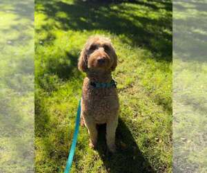 Ravioli - Male Goldendoodle Dog for Adoption - Photo #3