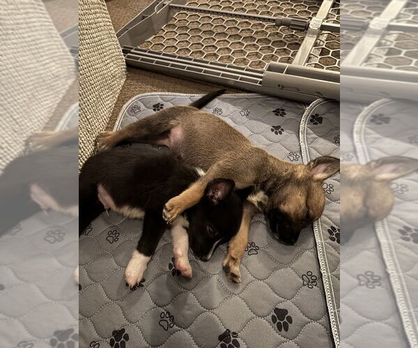 Medium Photo #4 Mutt Puppy For Sale in Dana Point, CA, USA
