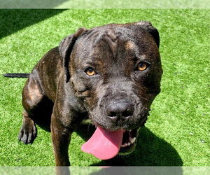 Mutt Dogs for adoption in Moreno Valley, CA, USA