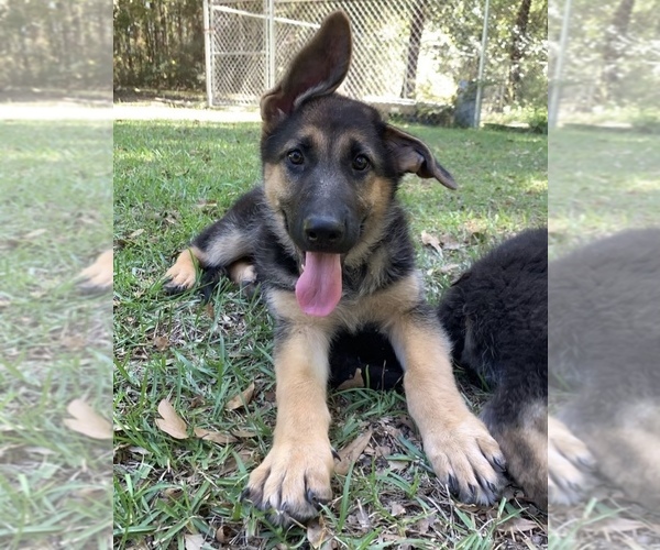 Medium Photo #1 German Shepherd Dog Puppy For Sale in DOUGLAS, GA, USA
