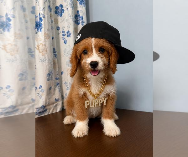 Medium Photo #17 Cavapoo (Miniature) Puppy For Sale in DURHAM, CT, USA
