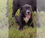 Small Labrador Retriever Mix
