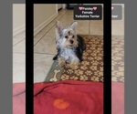 Paisley - Female Yorkshire Terrier Puppy for Sale - Photo #2