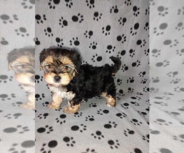 Medium Photo #3 Morkie Puppy For Sale in LAPEER, MI, USA