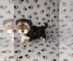 Small #2 Morkie