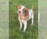Small Photo #5 Brittany Puppy For Sale in SPRINGBORO, OH, USA