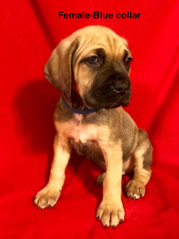 Medium Photo #1 Cane Corso Puppy For Sale in SMITHVILLE, MS, USA