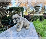 Small Photo #250 French Bulldog Puppy For Sale in HAYWARD, CA, USA