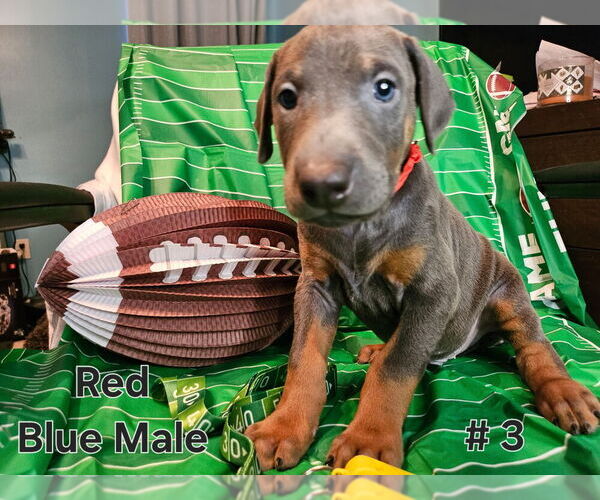 Medium Photo #16 Doberman Pinscher Puppy For Sale in CLINTON, OH, USA