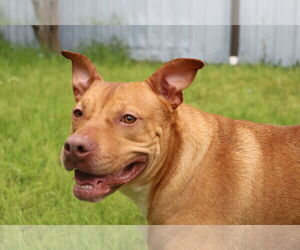 Winnie J - Female Labrador Retriever-Staffordshire Bull Terrier Mix Dog for Adoption - Photo #3
