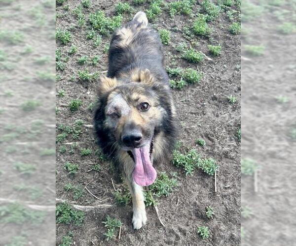 Medium Photo #1 German Shepherd Dog Puppy For Sale in Aurora, CO, USA