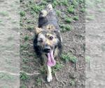 Small German Shepherd Dog