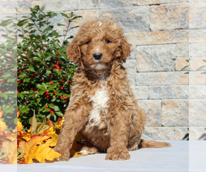 Goldendoodle-Poodle (Standard) Mix Puppy for sale in HONEY BROOK, PA, USA