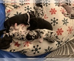 Small Photo #62 Great Dane Puppy For Sale in MARICOPA, AZ, USA
