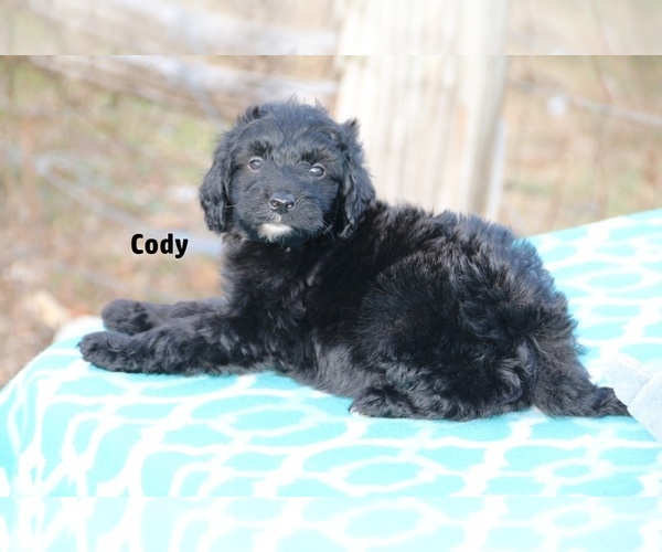 Medium Photo #9 Aussiedoodle Puppy For Sale in UNION CITY, TN, USA