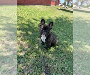 French Bulldog Puppy for sale in MIAMI, FL, USA