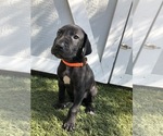 Small Photo #3 Great Dane Puppy For Sale in LAS VEGAS, NV, USA