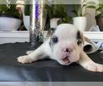 Puppy 5 American Bully-Bulldog Mix
