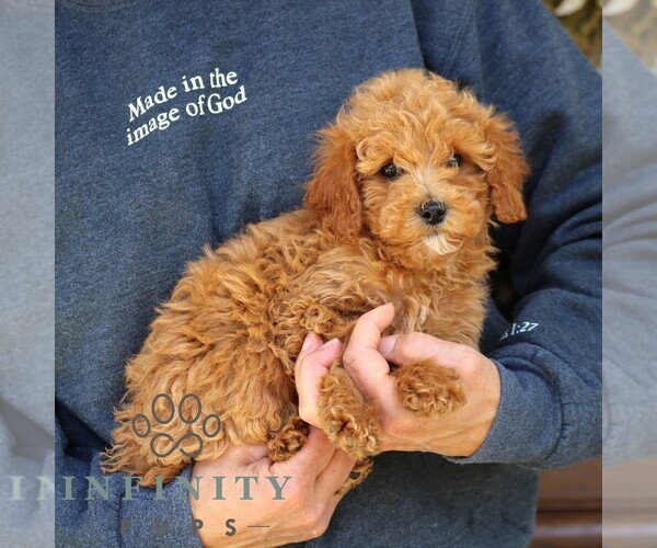 Medium Photo #2 Goldendoodle (Miniature) Puppy For Sale in NARVON, PA, USA