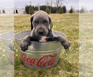 Great Dane Puppy for sale in MIDDLEBURY, IN, USA