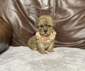 Poodle (Toy) Puppy for sale in CAMPBELLSVILLE, KY, USA