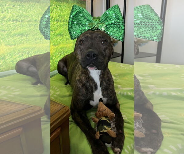 Medium Photo #2 American Pit Bull Terrier-Unknown Mix Puppy For Sale in Sistersville, WV, USA