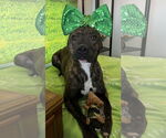 Small #1 American Pit Bull Terrier Mix