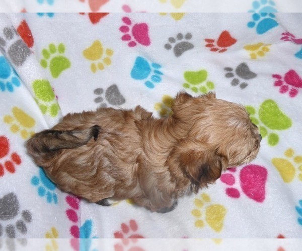 Medium Photo #5 Morkie Puppy For Sale in ORO VALLEY, AZ, USA