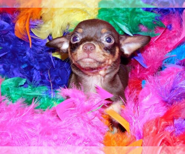 Medium Photo #5 Chihuahua Puppy For Sale in CHARLESTON, AR, USA
