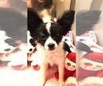 Puppy Lill Bunny Papillon