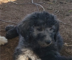 Goldendoodle Puppy for sale in MESA, AZ, USA