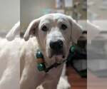 Small #3 Great Pyrenees