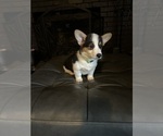 Small #24 Pembroke Welsh Corgi