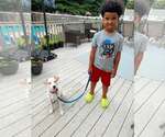 Small #8 Labrador Retriever Mix