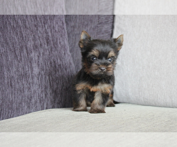 Medium Photo #4 Yorkshire Terrier Puppy For Sale in CHICAGO, IL, USA