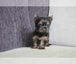 Small Photo #4 Yorkshire Terrier Puppy For Sale in CHICAGO, IL, USA