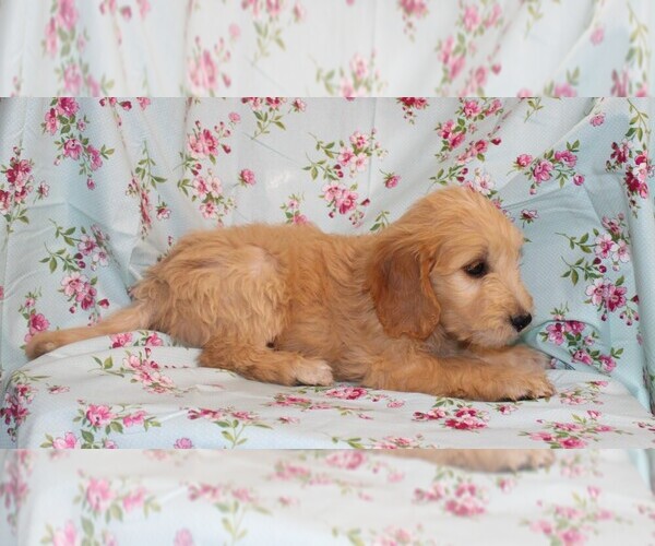 Medium Photo #8 Goldendoodle Puppy For Sale in BLOOMINGTON, IN, USA