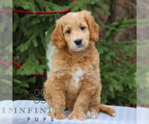 Goldendoodle (Miniature) Puppy for sale in EAST EARL, PA, USA